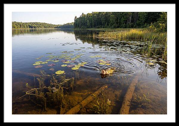 Largemouth Bass Striking
