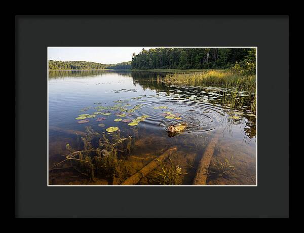 Largemouth Bass Striking