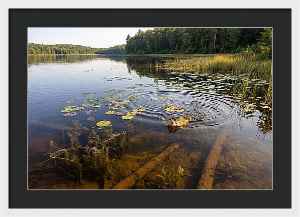 Largemouth Bass Striking