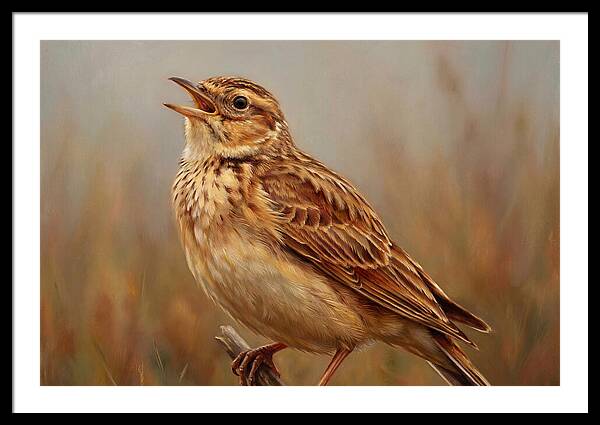 Lark Singing In Nature