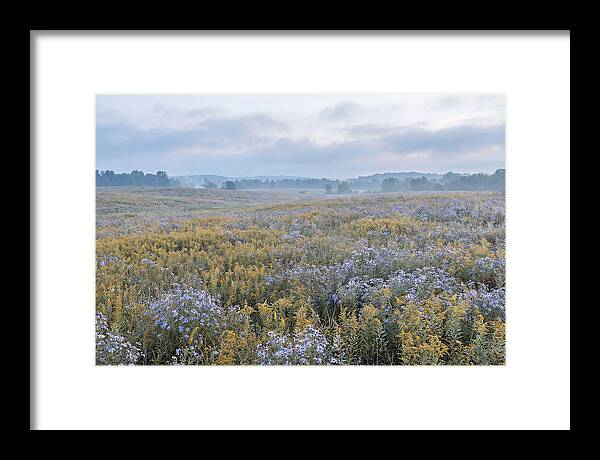Late Summer Meadow Serenity
