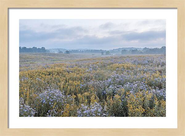 Late Summer Meadow Serenity