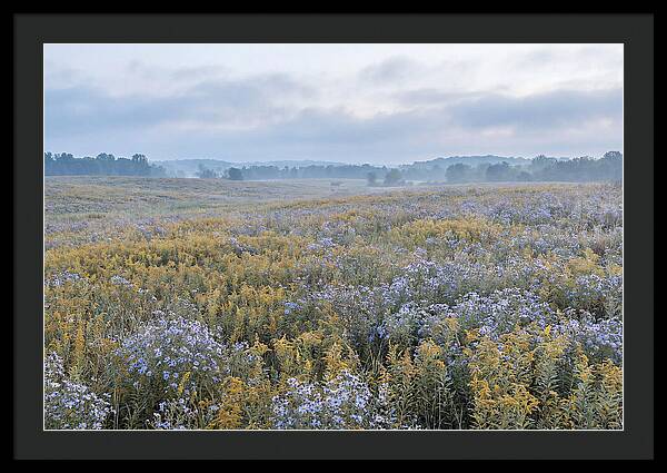 Late Summer Meadow Serenity