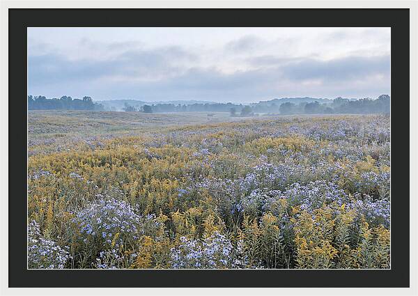 Late Summer Meadow Serenity