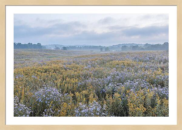 Late Summer Meadow Serenity