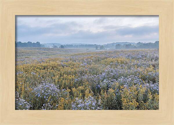 Late Summer Meadow Serenity