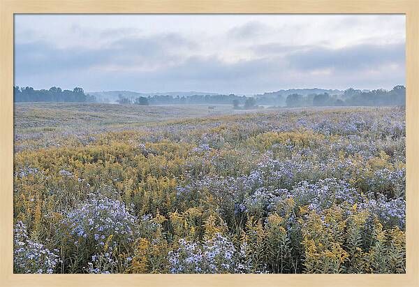 Late Summer Meadow Serenity