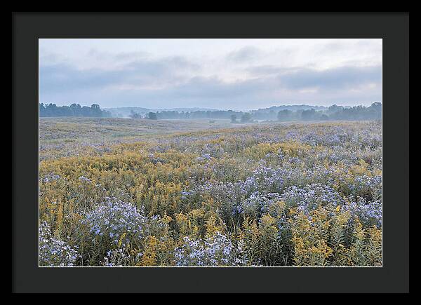 Late Summer Meadow Serenity