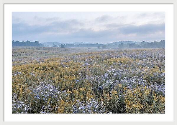 Late Summer Meadow Serenity