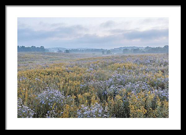 Late Summer Meadow Serenity