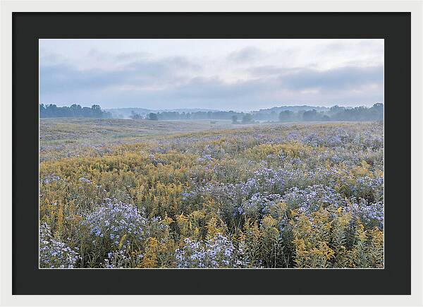 Late Summer Meadow Serenity