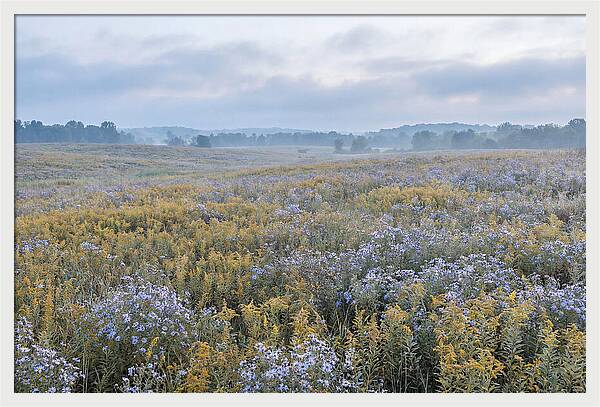 Late Summer Meadow Serenity