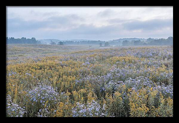 Late Summer Meadow Serenity