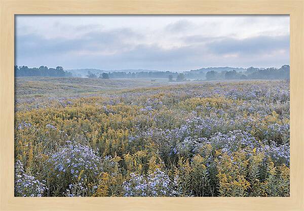 Late Summer Meadow Serenity