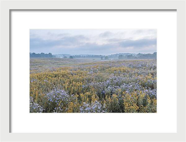 Late Summer Meadow Serenity
