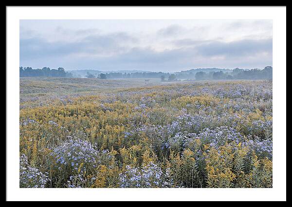 Late Summer Meadow Serenity