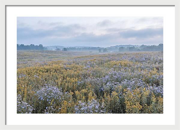 Late Summer Meadow Serenity