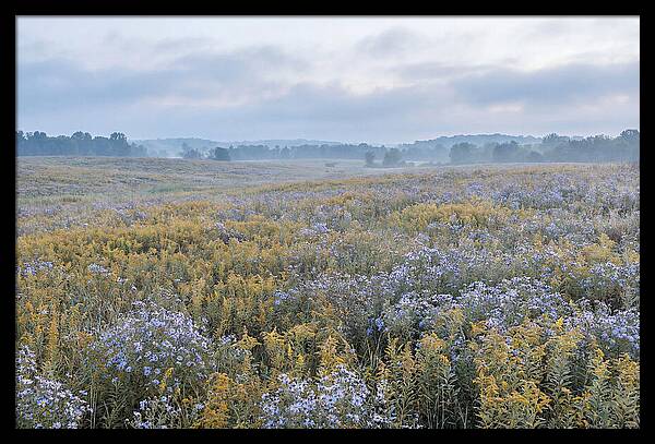 Late Summer Meadow Serenity
