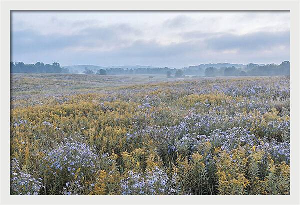 Late Summer Meadow Serenity