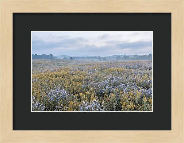 Late Summer Meadow Serenity
