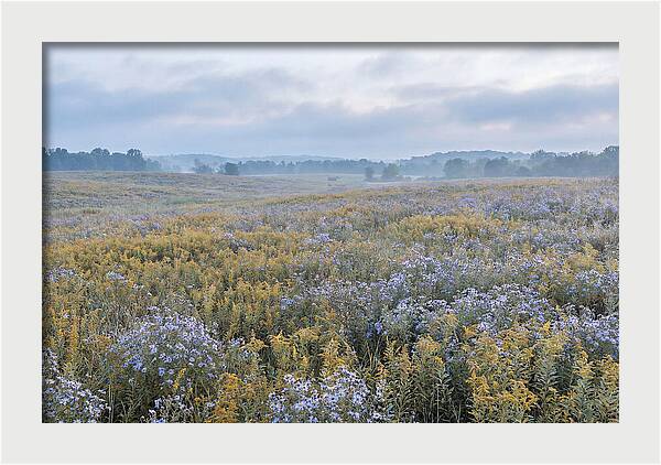 Late Summer Meadow Serenity