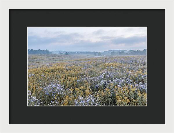 Late Summer Meadow Serenity