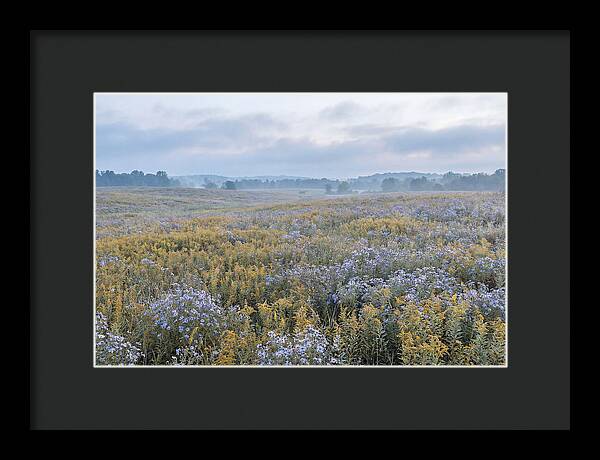 Late Summer Meadow Serenity