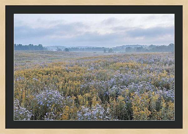 Late Summer Meadow Serenity