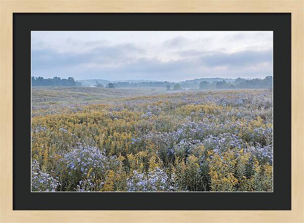 Late Summer Meadow Serenity