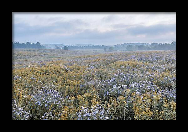 Late Summer Meadow Serenity