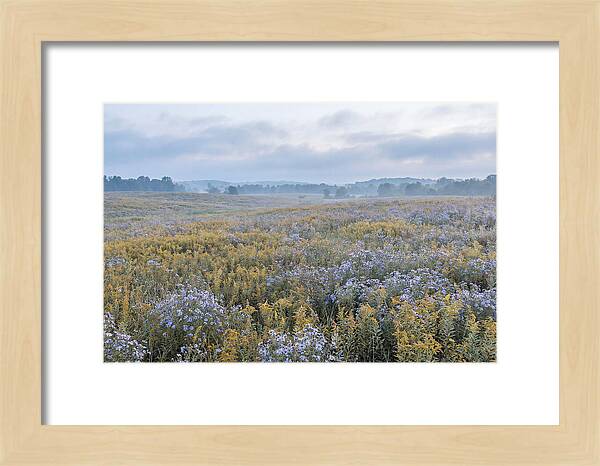 Late Summer Meadow Serenity