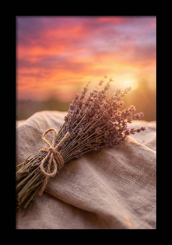 Lavender Bundle At Sunset