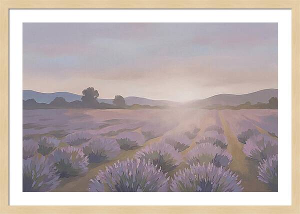 Lavender Field At Dusk