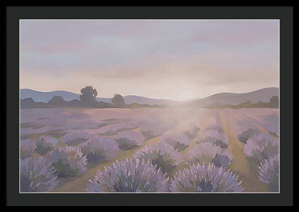Lavender Field At Dusk