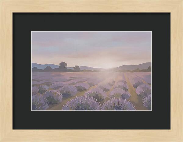 Lavender Field At Dusk