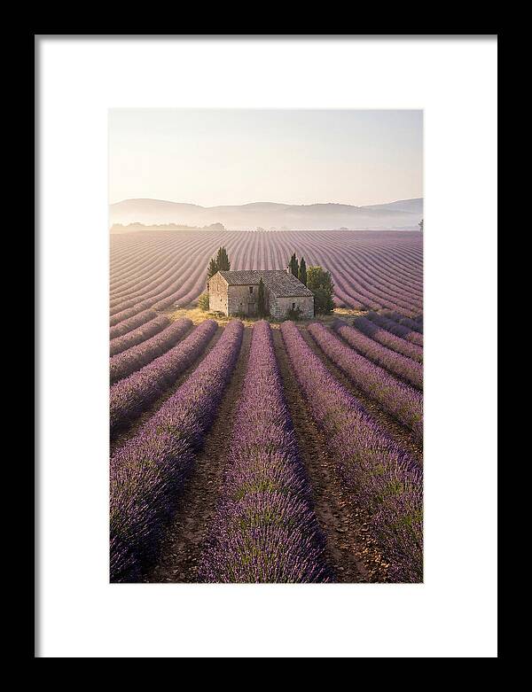 Lavender Fields At Dawn