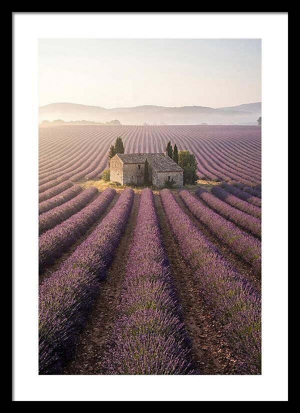 Lavender Fields At Dawn