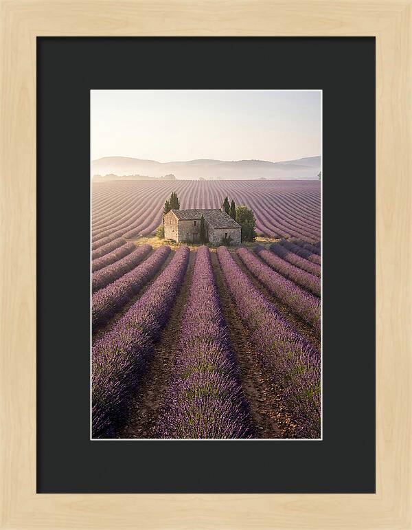 Lavender Fields At Dawn
