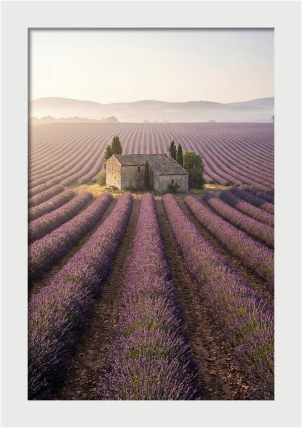 Lavender Fields At Dawn