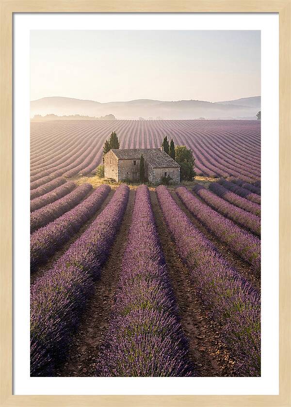 Lavender Fields At Dawn