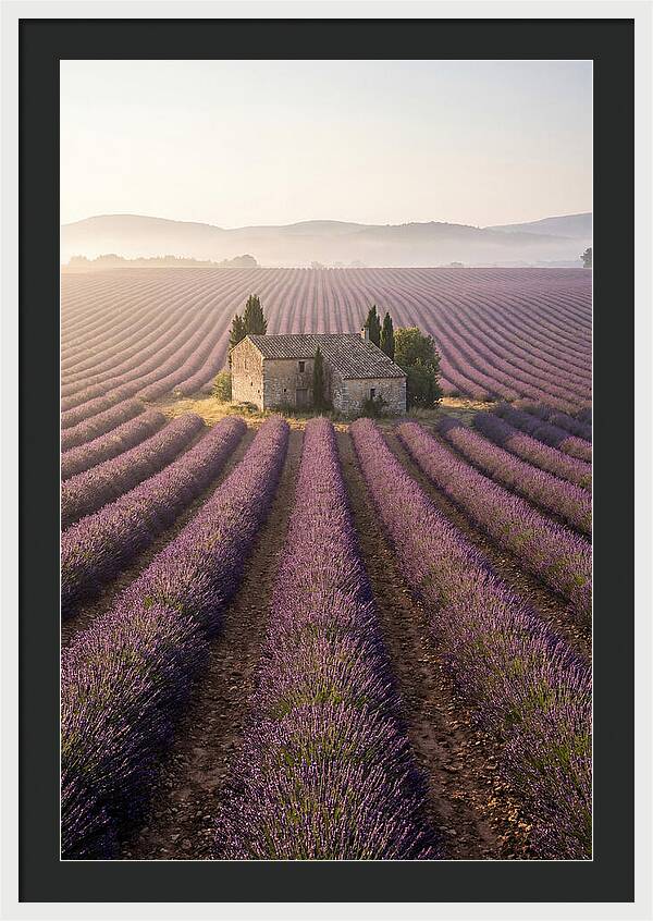 Lavender Fields At Dawn