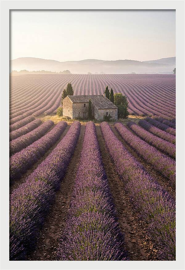 Lavender Fields At Dawn