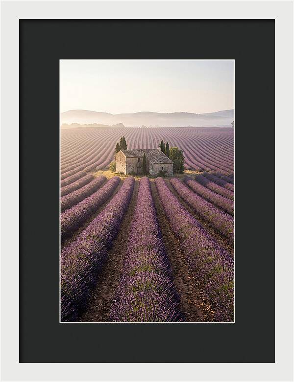 Lavender Fields At Dawn
