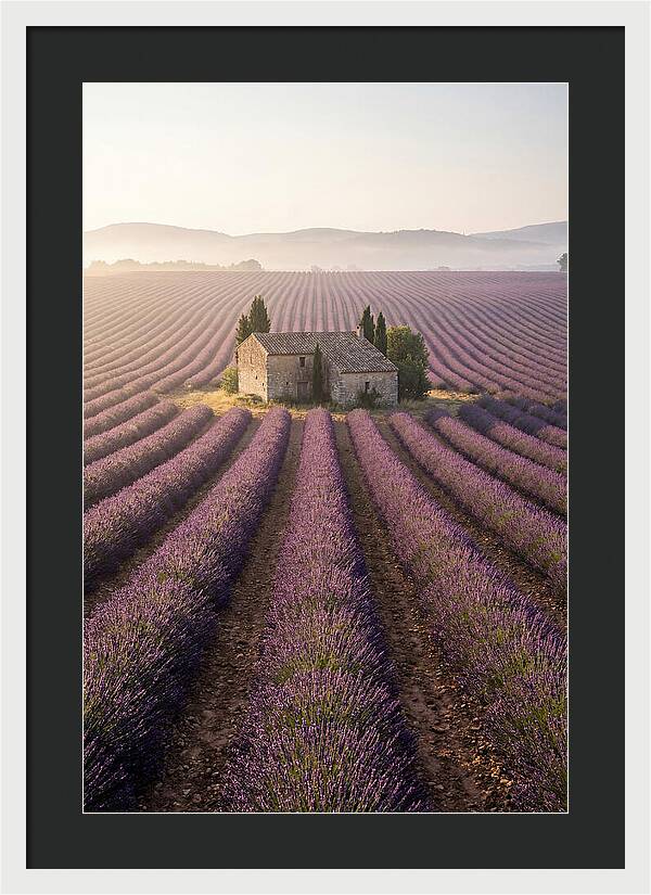 Lavender Fields At Dawn