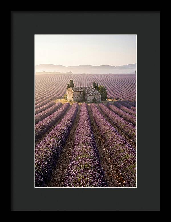 Lavender Fields At Dawn