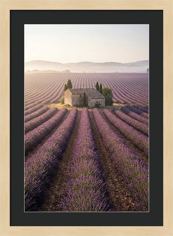 Lavender Fields At Dawn