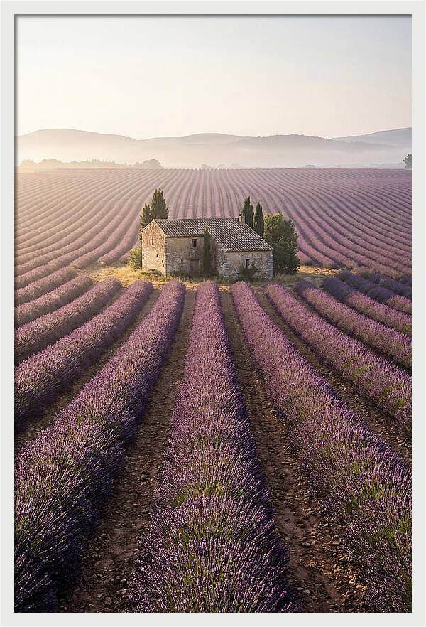 Lavender Fields At Dawn