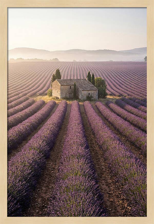 Lavender Fields At Dawn