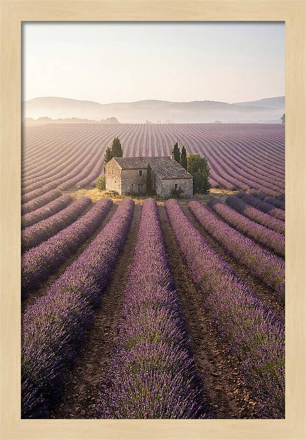 Lavender Fields At Dawn