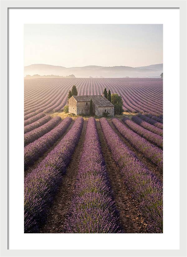 Lavender Fields At Dawn